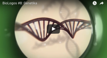 Read more about the article BioLogos #08: Genetika