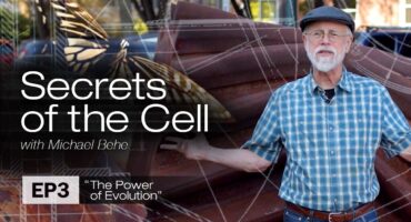 Read more about the article Ląstelės paslaptys #3: Vabalai su krumpliaračiais