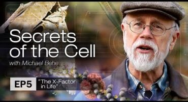 Read more about the article Ląstelės paslaptys #5: Gyvybės „X faktorius“